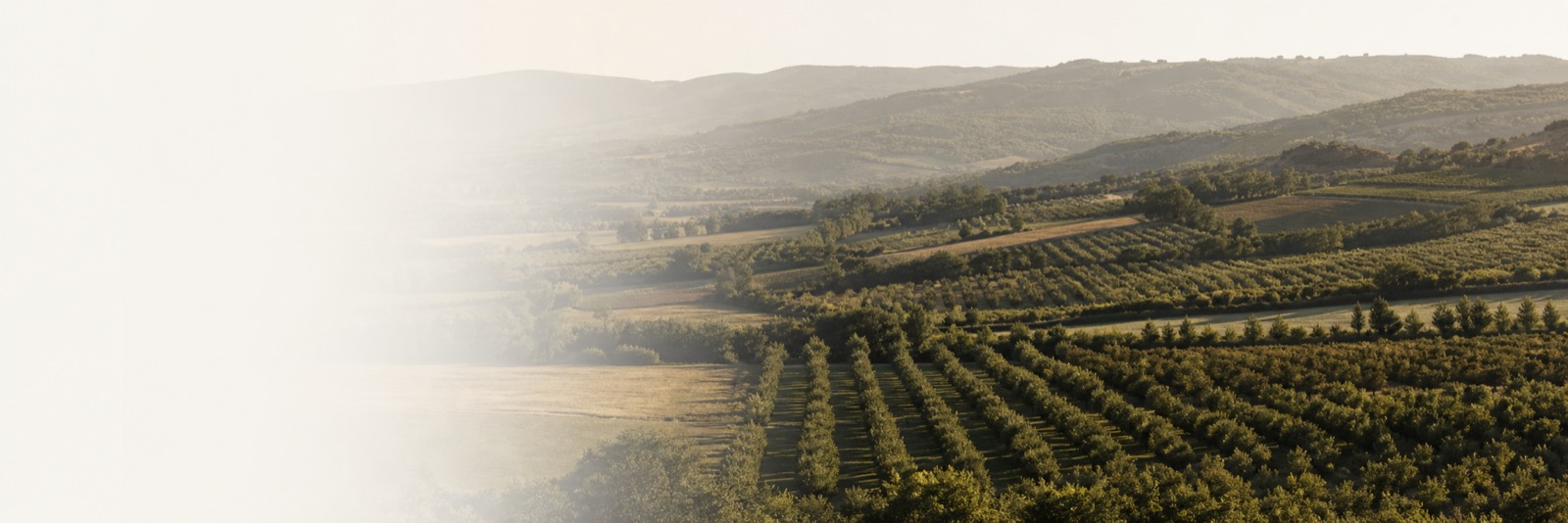 Cultivated valley